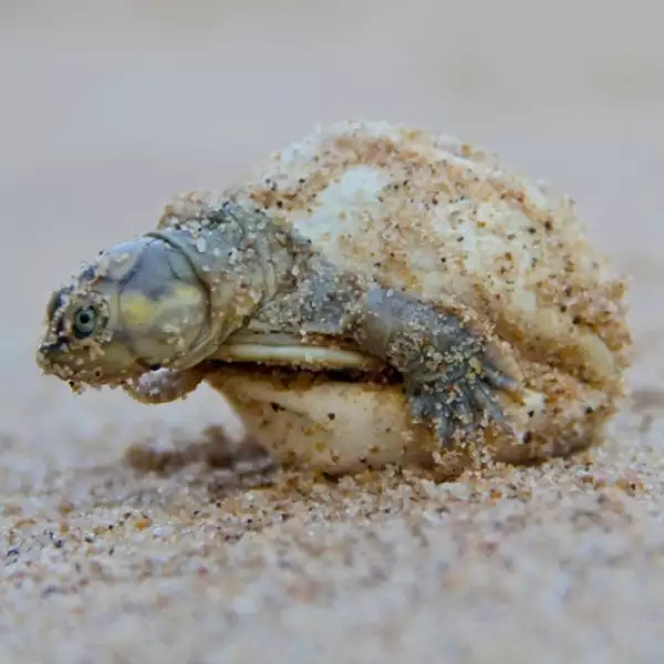 liberacion de tortugas
