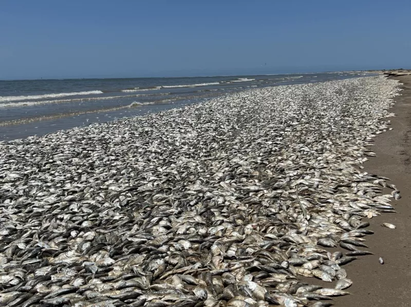 Vista desde la playa de Quintana el domingo 11 de junio de 2023 en Texas, Estados Unidos. Miles de peces han llegado muertos a la costa del Golfo de Texas en los Estados Unidos el domingo.