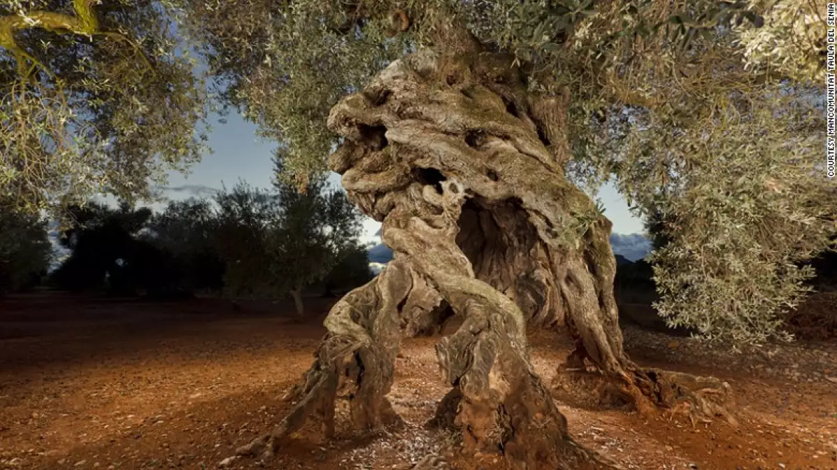 Olivos milenarios