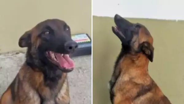 wilson-perro-rescatista.jpg