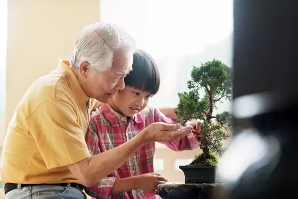 Grandfather showing grandson how to take care of Tree Penjing