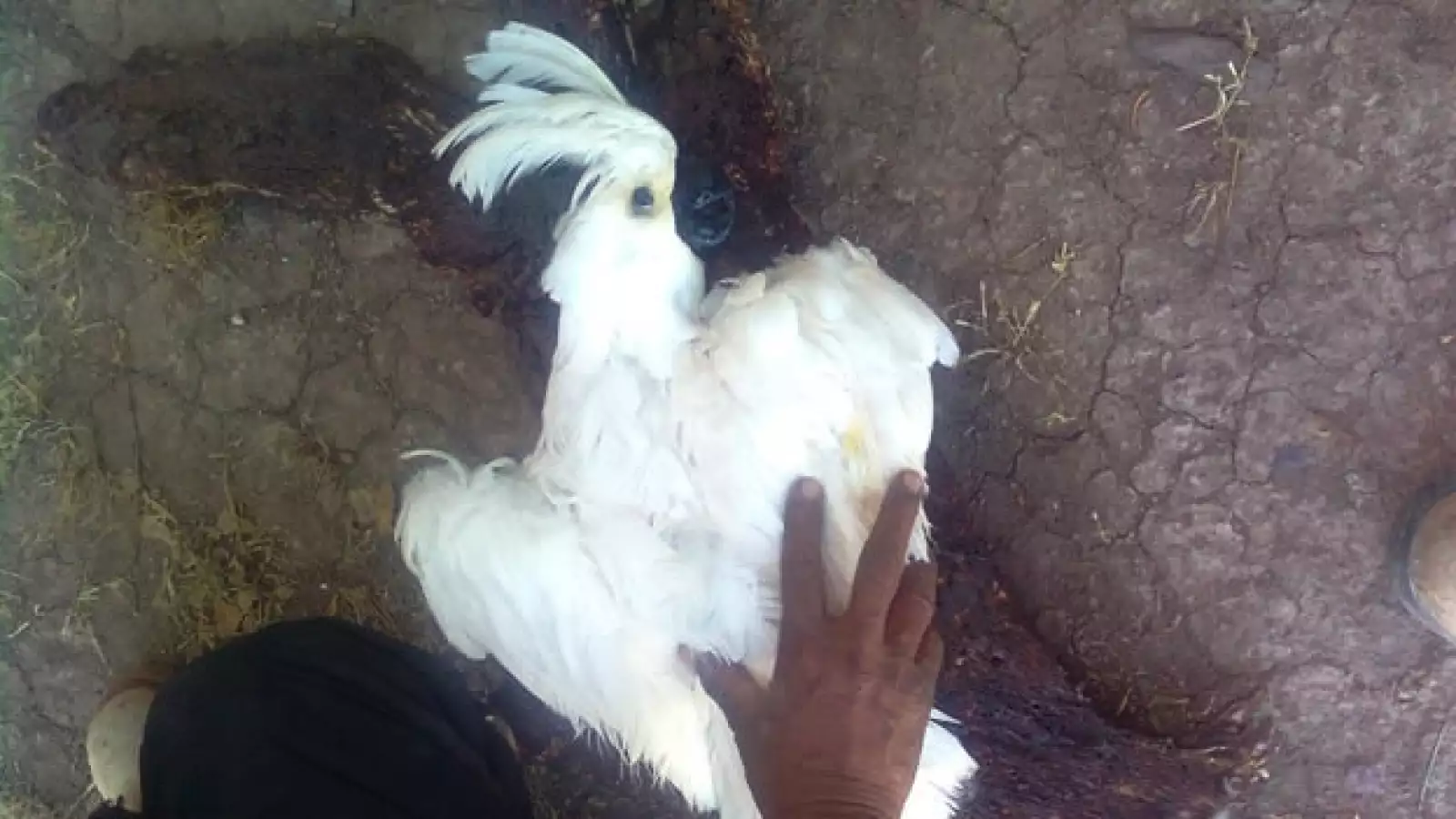 Guacamaya muerta frio