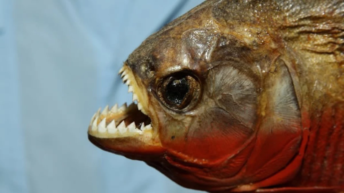 arapaima pez pescado