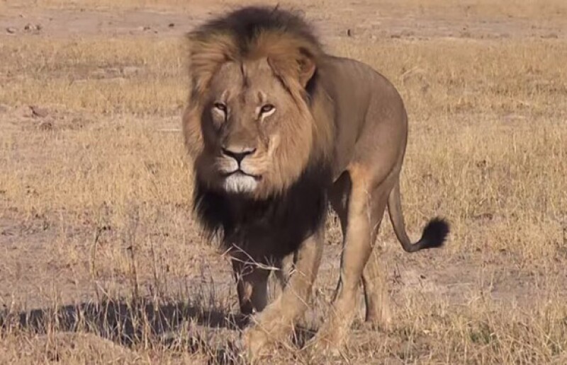 Olivia Wilde y Cara Delevingne son algunas de las celebs que han expresado su enojo contra Walter Palmer, un dentista estadounidense que pagó 55 mil dólares para matar al felino.
