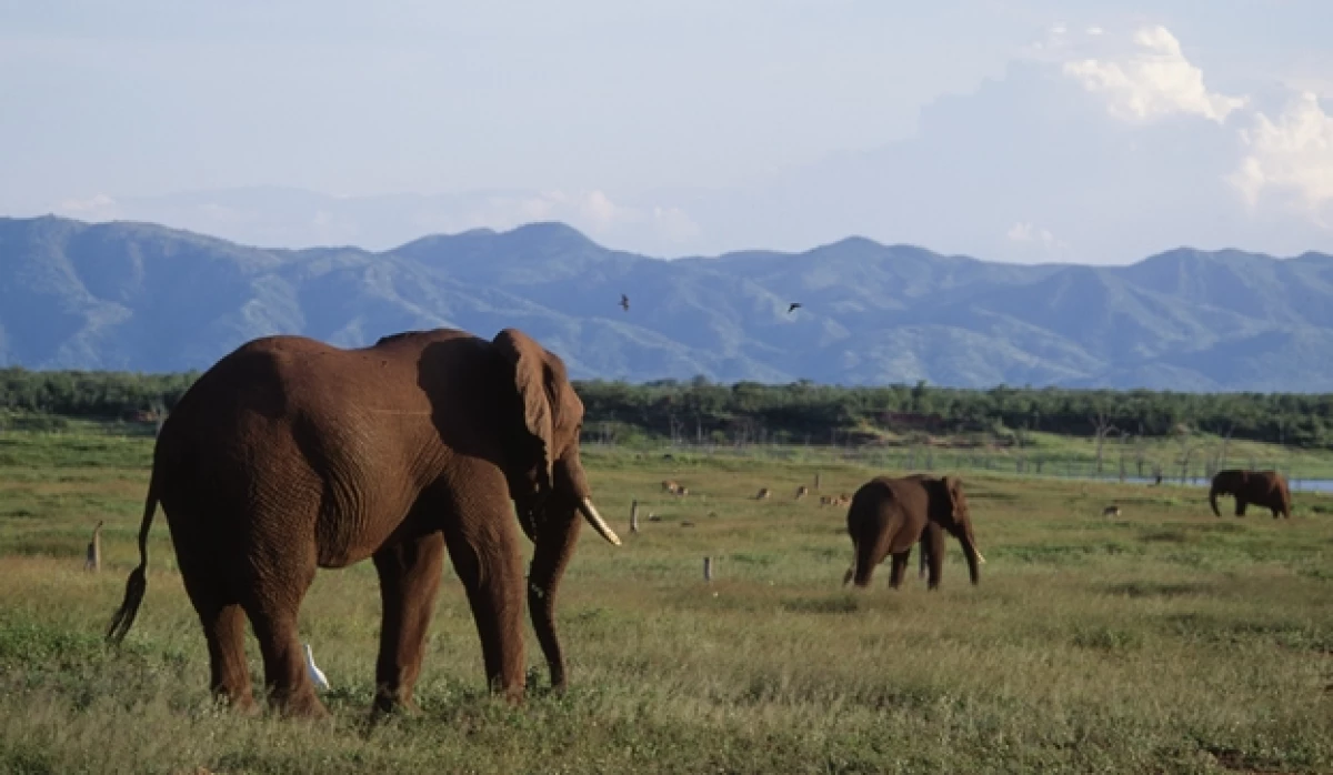 elefantes Zimbabue Getty