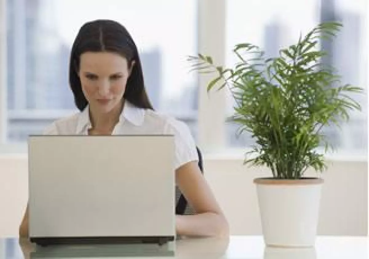 computadora oficina planta verde empleo