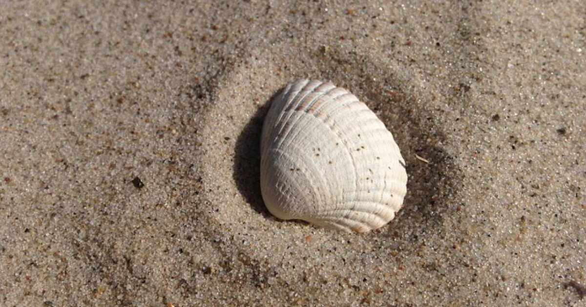 evita traer de recuerdo conchas de mar