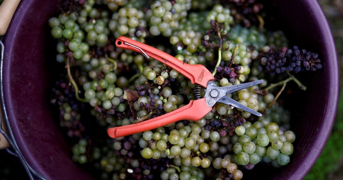 Dünya şarap üretimi 60 yılı aşkın sürenin en kötü seviyesine düşecek