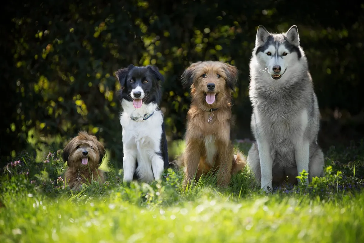 Día del Perro
