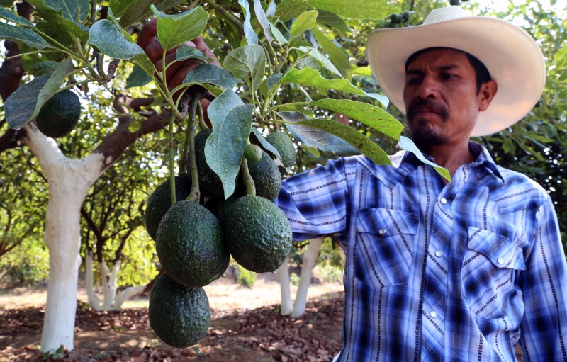 MEXICO-US-BORDER-AVOCADO