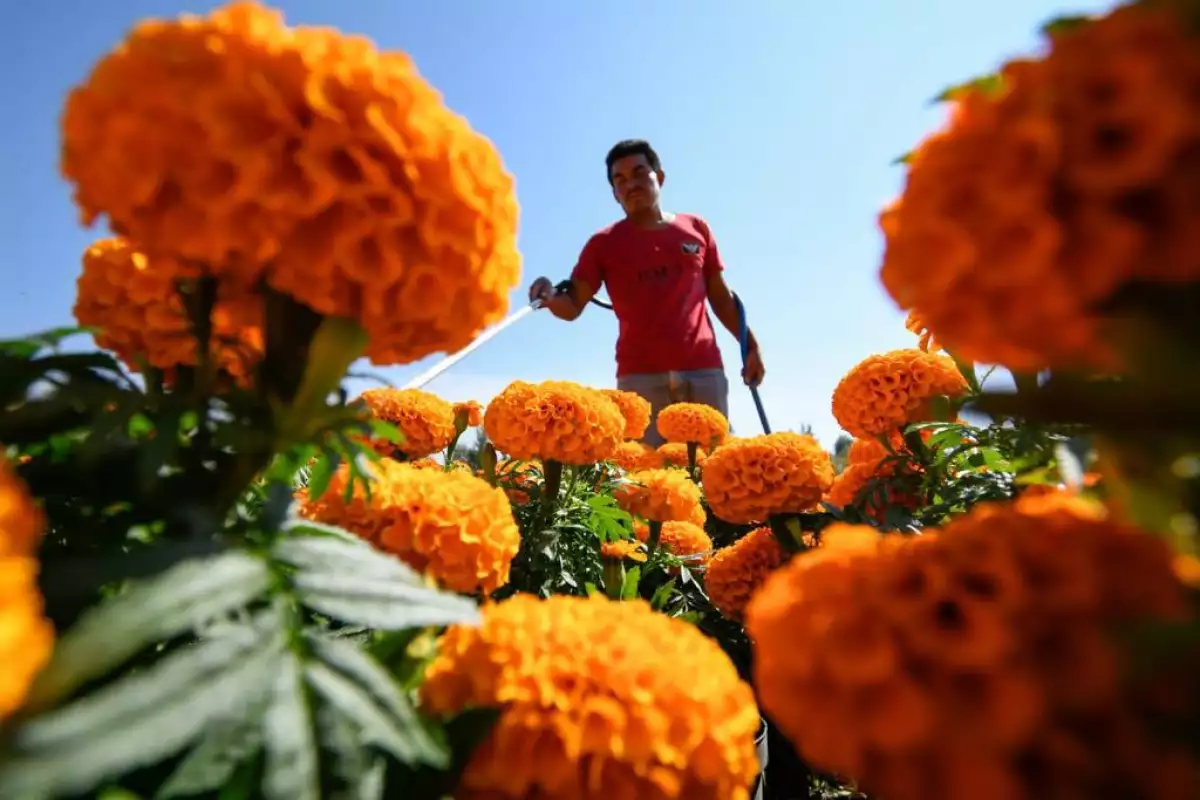 Los Viveros de San Lorenzo Tlacotepec se visten de amarillo por venta de flor de cempasúchil.