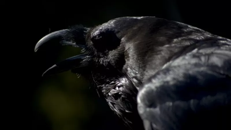 Aves que cayeron muertas en Arkansas