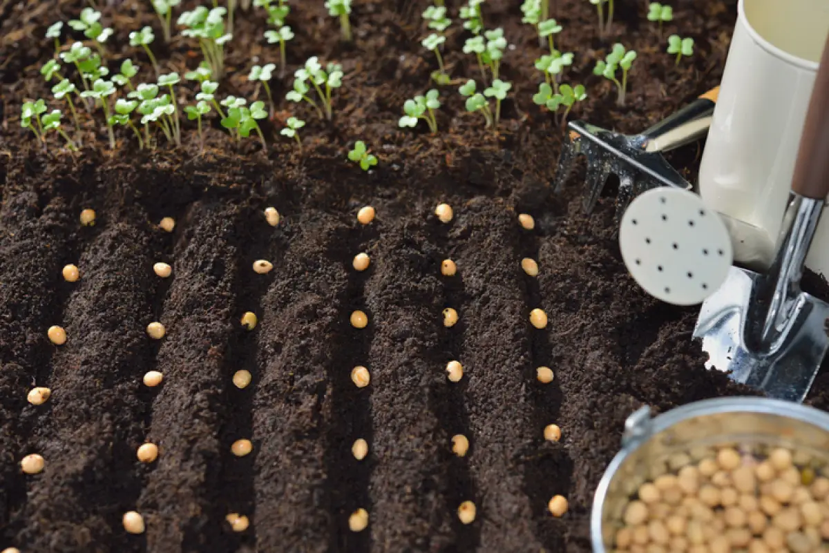 Young plants planted in soil