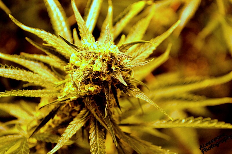 Cannabis