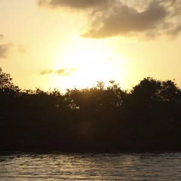 Los manglares son los riñones del planeta