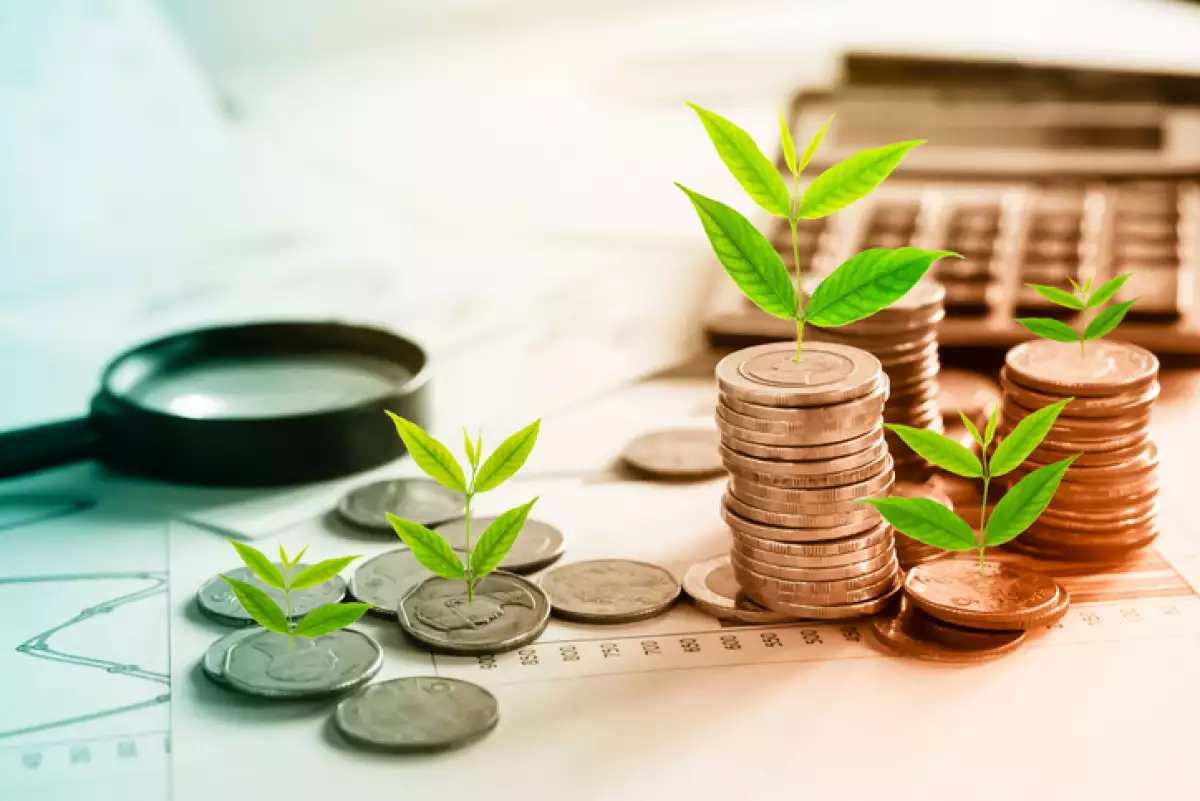 tree growing on coins idea for growing business concept