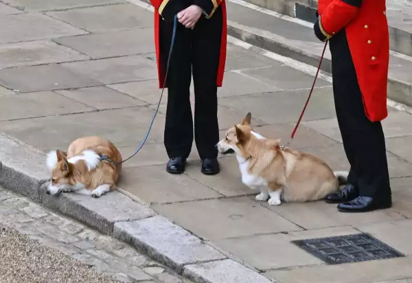 perros-corgi-reina-isabel