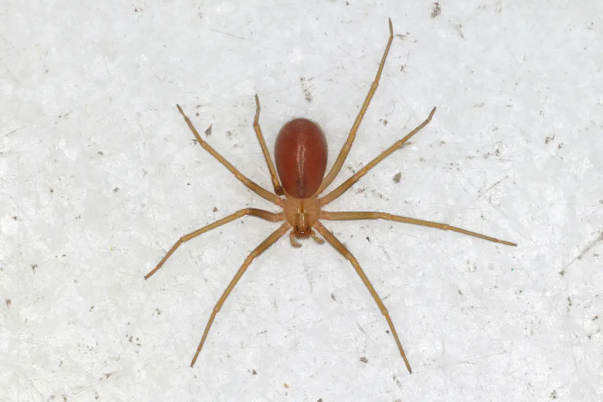Alertan por nueva especie de araña violinista en CDMX y Edomex. 