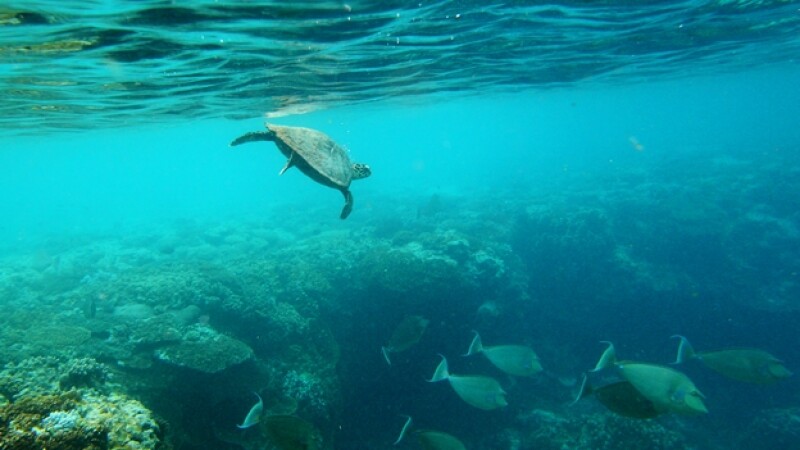 parques marinos australia tortugas oceanos