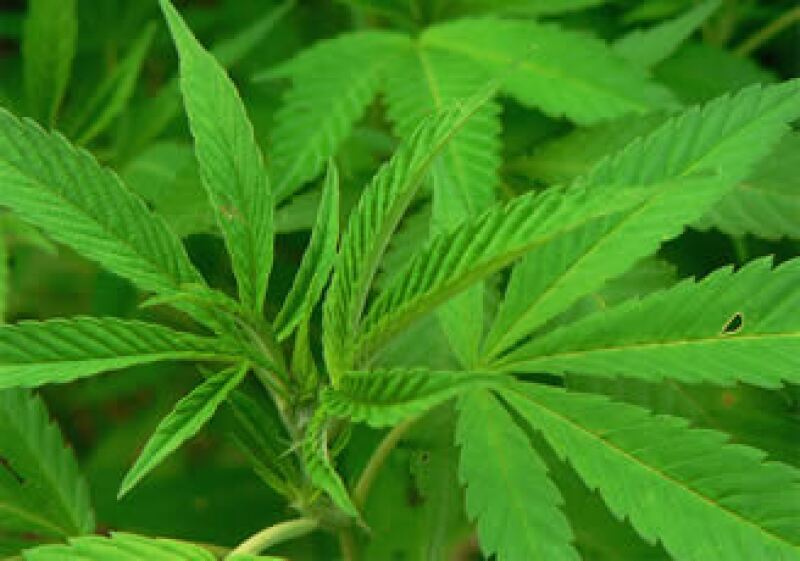 La granja ha operado legalmente durante alrededor de 10 años produciendo mariguana para uso medicinal. (Foto: Cortesía SXC)