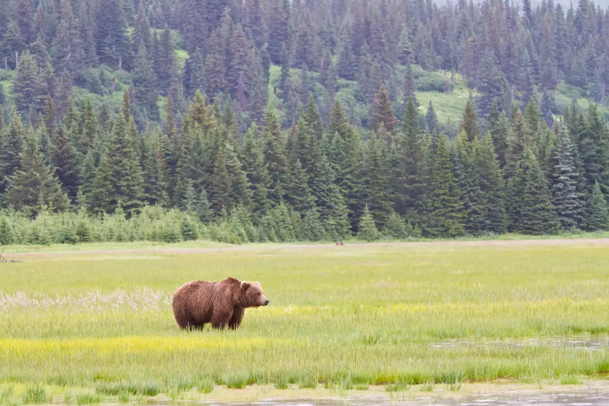trump y vida silvestre