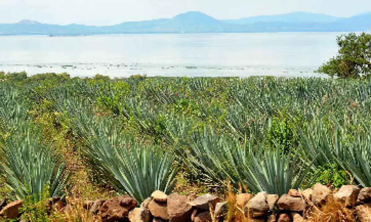 agave_desarrollo