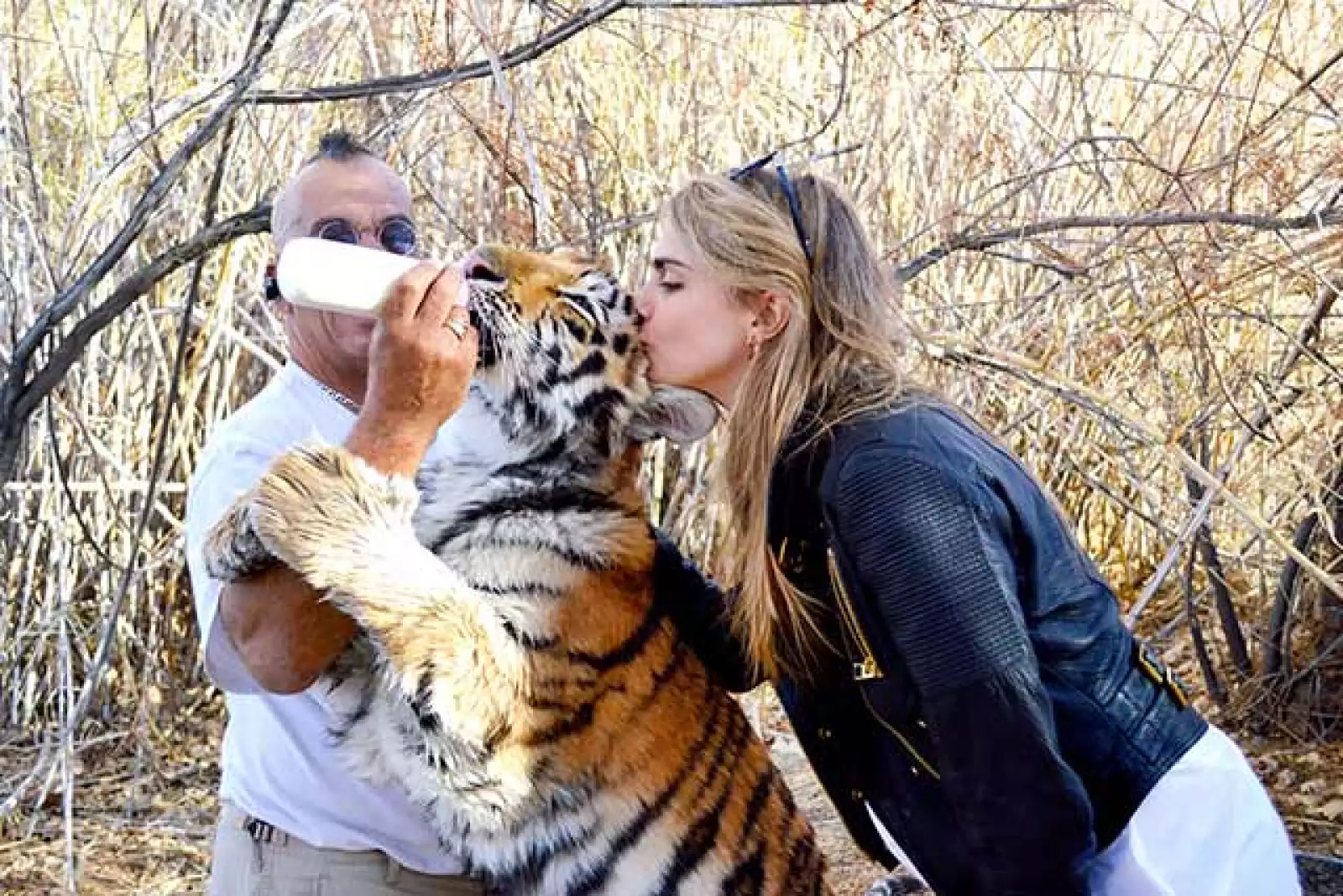 La modelo no tuvo temor en acercarse a besar a un gran tigre.