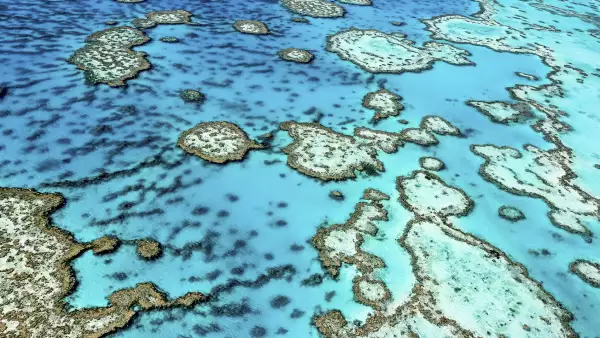 El arrecife de 344,400 kilómetros se enfrenta a la decoloración de los colares por el cambio climático.