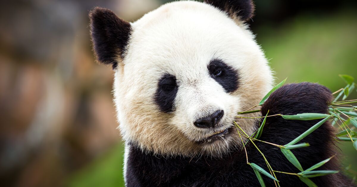 Why are pandas vegetarian? Why are pandas vegetarian?