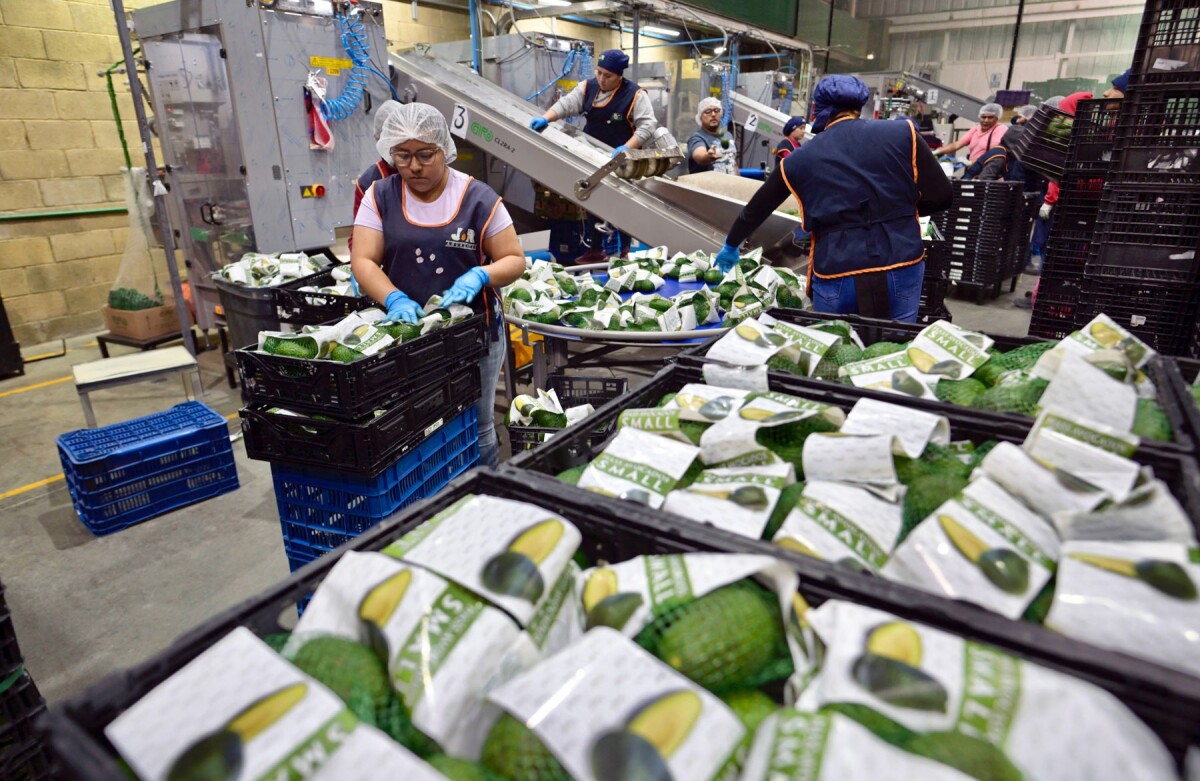 El aguacate de Michoacán ya no será sólo famoso, ahora estará protegido