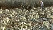 Hombres en el campo trabajando con piñas de agave.