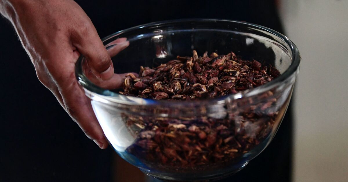 Çekirgeler, Meksika'da çocuklarda yetersiz beslenmeyle mücadeleye alternatif