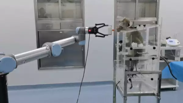 chip cerebral permite a monos controlar brazo robótico