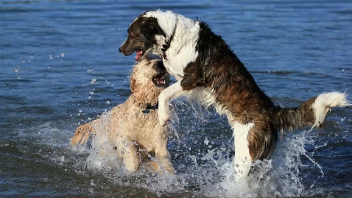 quien dijo que si los perros no van al cielo