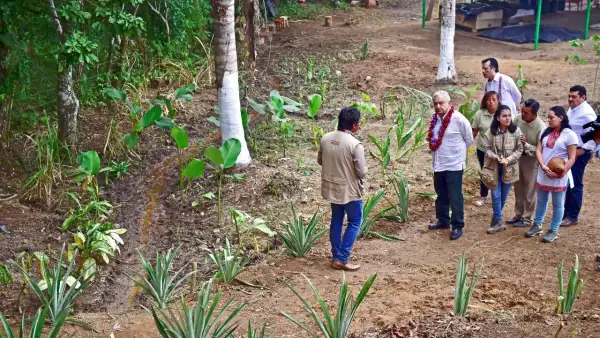 El Presidente Andrés Manuel López Obrador visitó un vivero comunitario en el marco del programa Sembrando Vida