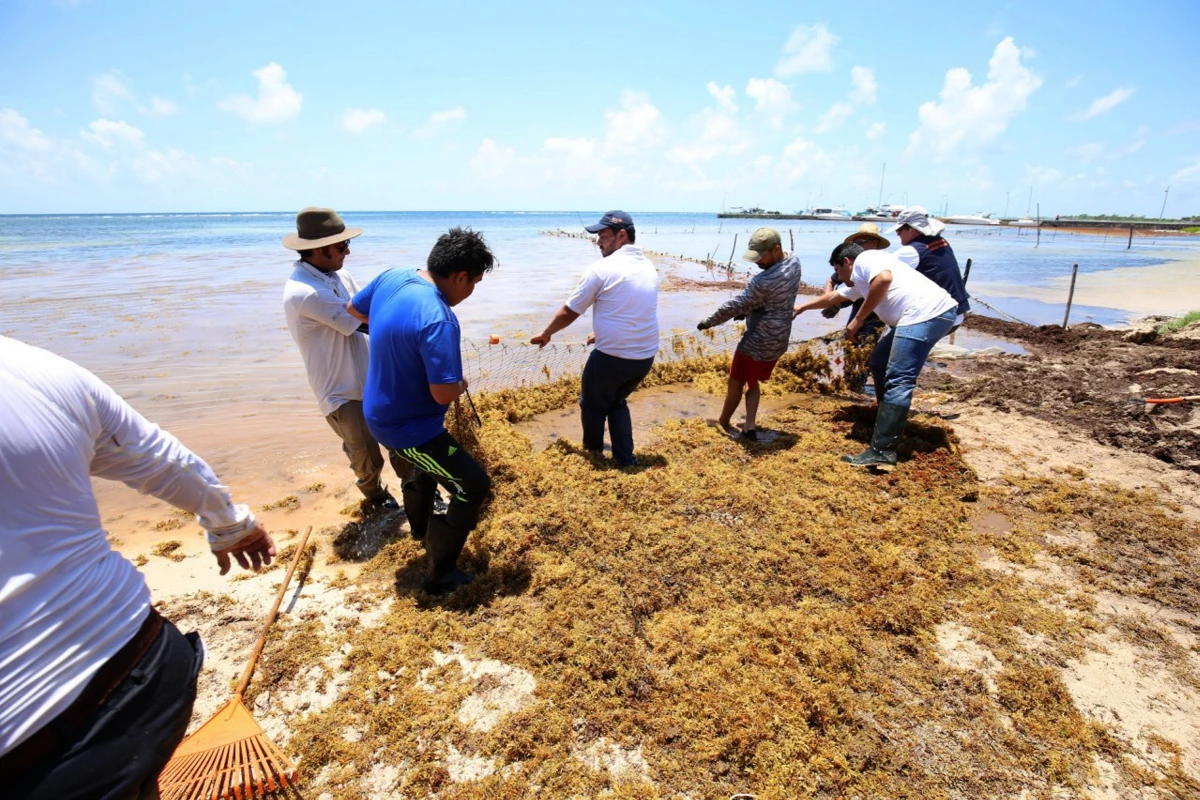 Sargazo Quintana Roo