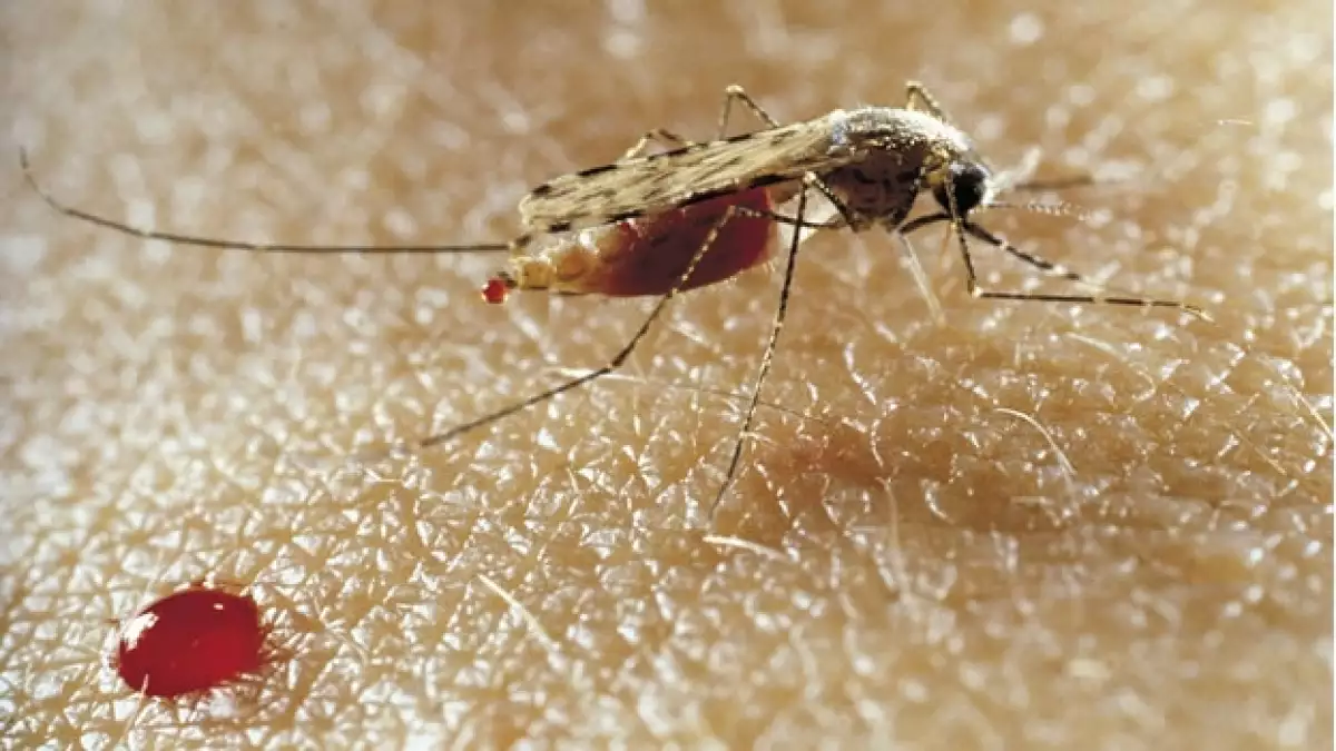 mosquito-malaria