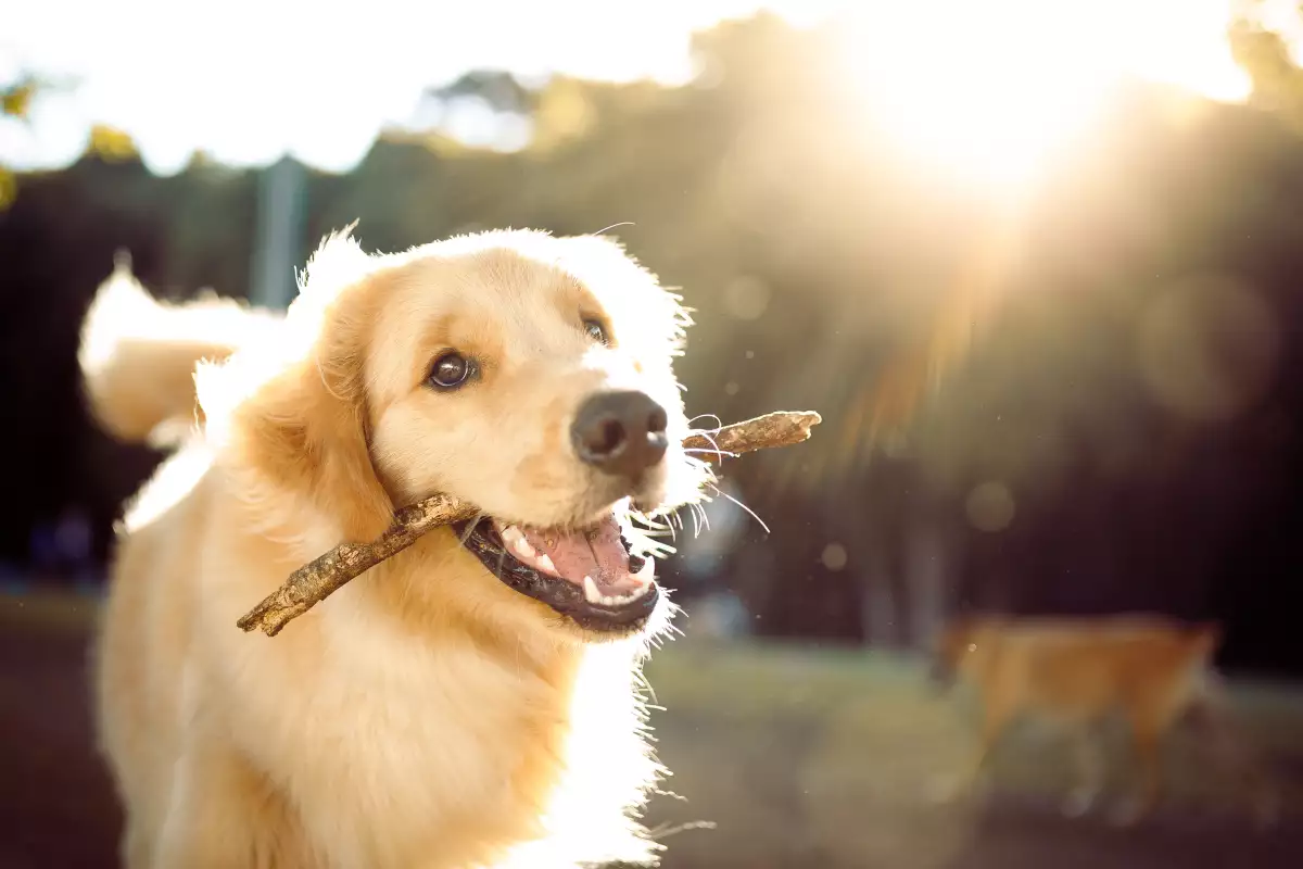 etapa-vida-perros