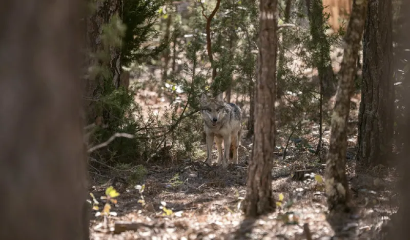 Un lobo mexicano en un sitio de reintroducción  en la comunidad forestal El Tarahumar y Bajíos del Tarahumar, en Durango. 