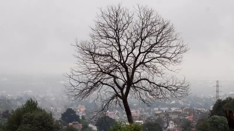 un arbol con la ciudad de fondo