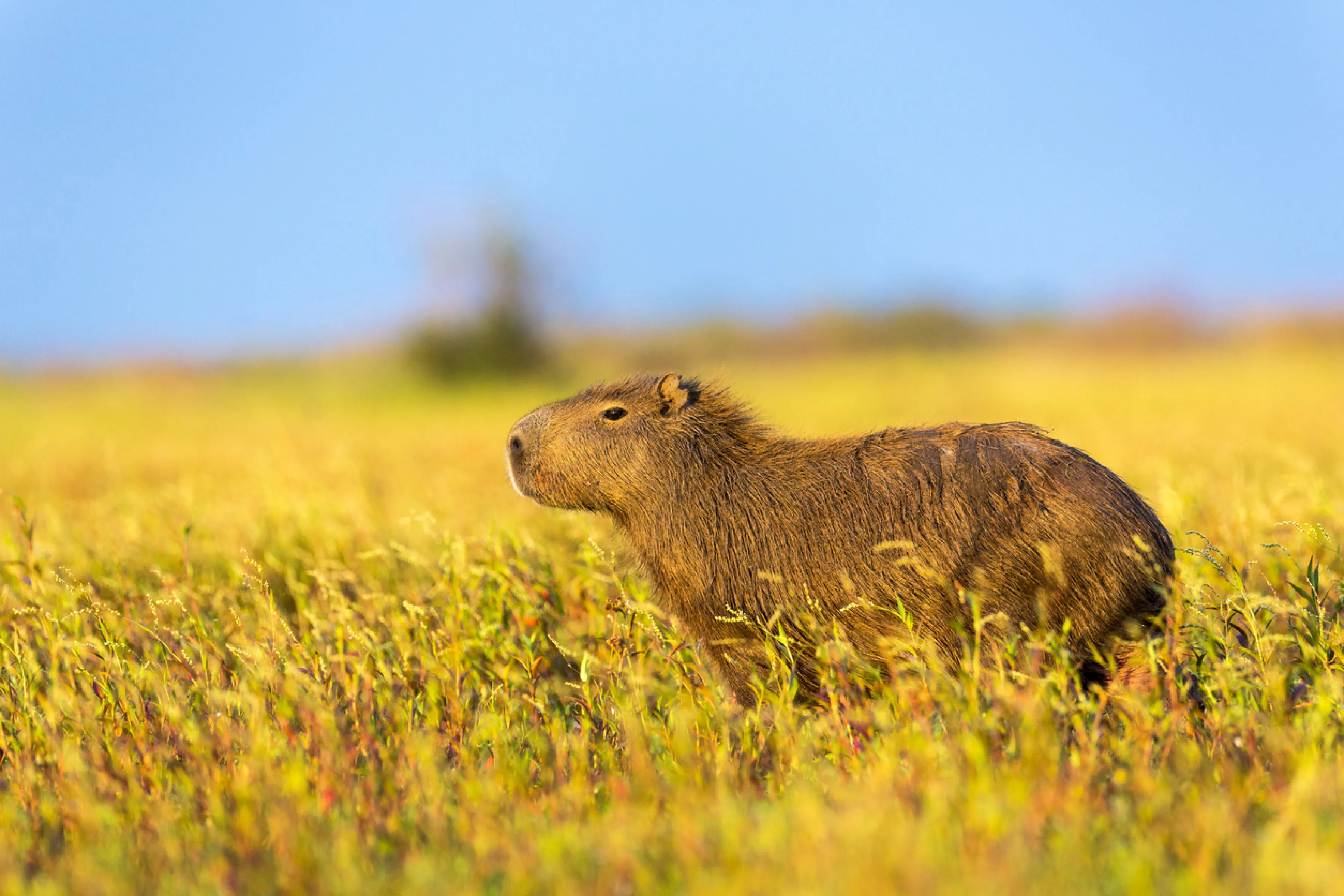Capibaras Contra Nordelta Lo Que Debes Saber Sobre Este Conflicto capibaras-contra-nordelta-lo-que-debes-saber-sobre-este-conflicto
