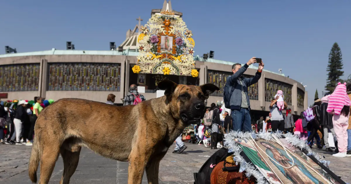 abandono-perros-peregrinos-ayudar.jpg