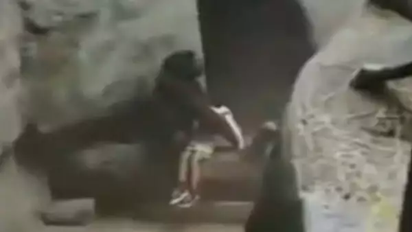 Misma historia, diferente final. En 1996 un niño cayó en la guarida de los gorilas en un zoológico de Chicago, sin embargo, a diferencia de lo ocurrido en Cincinnati, ambos sobrevivieron.