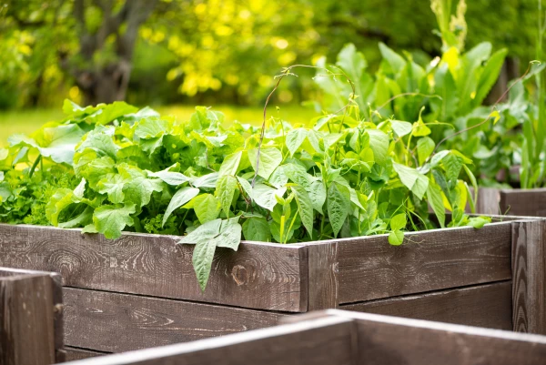 Crea tu propio jardín en casa