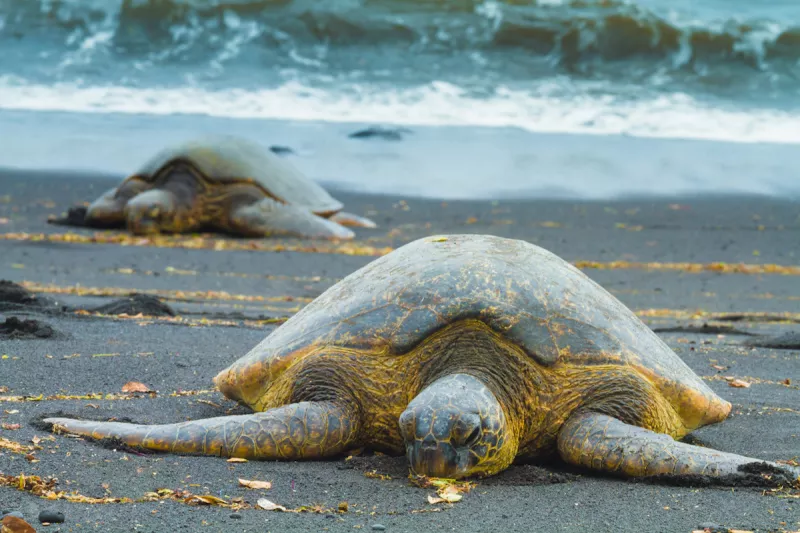 Green sea turtles