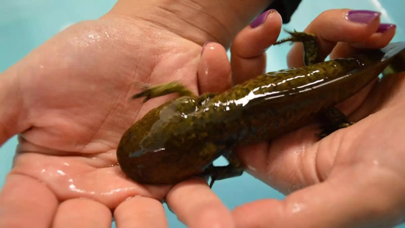 alguien sostiene en la mano un ajolote