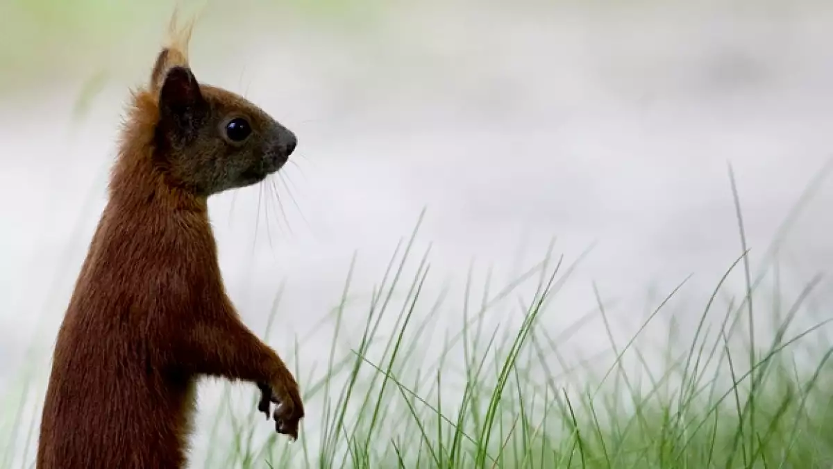 ardilla especies animales