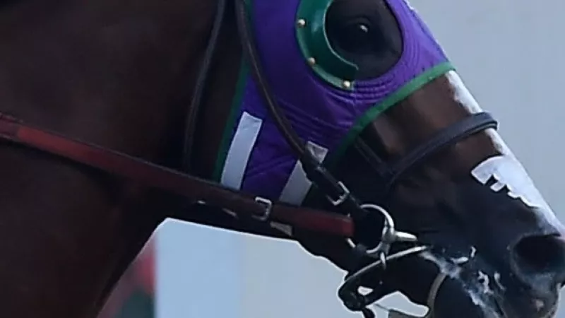 california chrome caballo