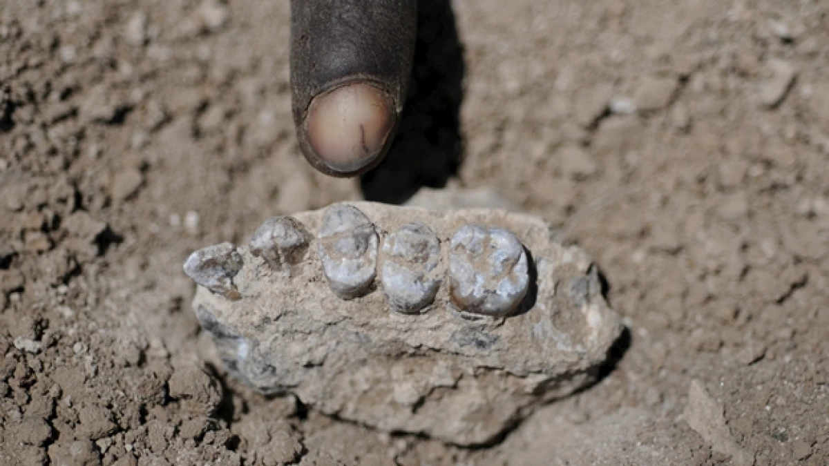 australopithecus deyiremeda