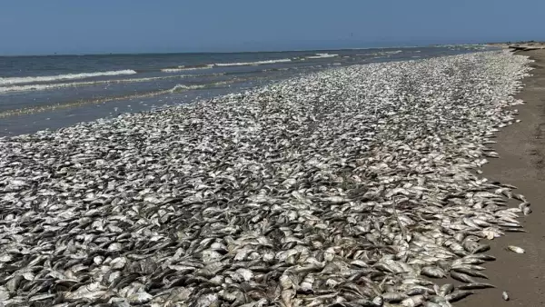 Vista desde la playa de Quintana el domingo 11 de junio de 2023 en Texas, Estados Unidos. Miles de peces han llegado muertos a la costa del Golfo de Texas en los Estados Unidos el domingo.